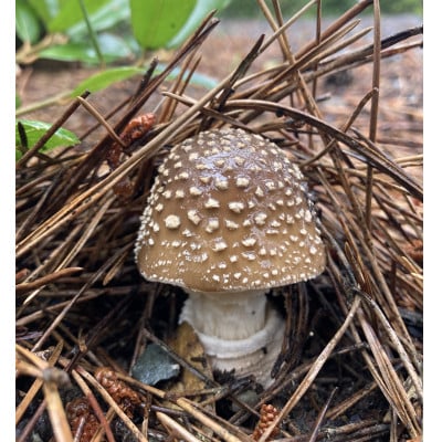 森の恵み探しツアー　2～3時間コース