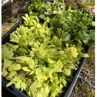 森の恵み探しツアー　2～3時間コース