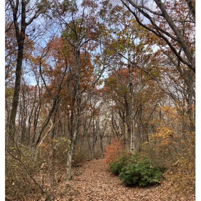 森の恵み探しツアー　2～3時間コース