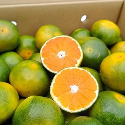 福岡産ブランドみかん・早味かん2kg(大任町)