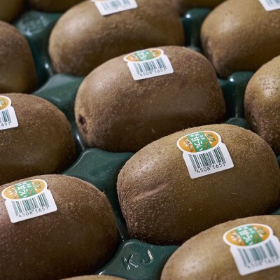 福岡産ブランドキウイ・甘うぃ12-15玉箱(約1.5kg)(大任町)