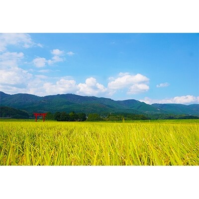 2021年1月発送開始『定期便』【令和2年産】えびの産ひのひかり 6kg 全12回