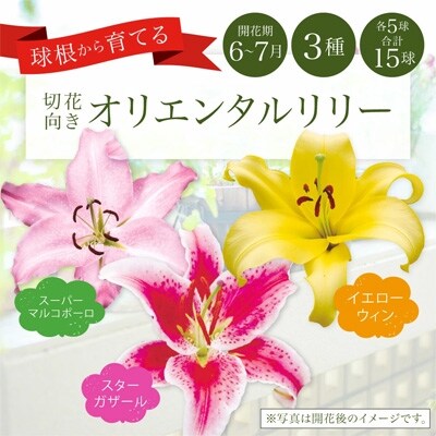ユリ球根　切花向きオリエンタルリリーセット 3種15球