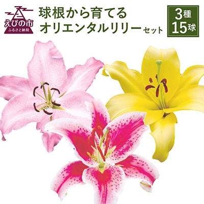 ユリ球根　切花向きオリエンタルリリーセット 3種15球
