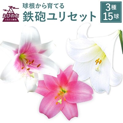 ユリ球根　鉄砲ユリセット 3種15球