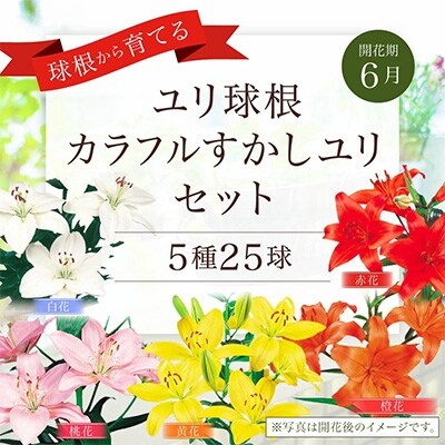 ユリ球根 カラフルすかしユリセット　5種25球