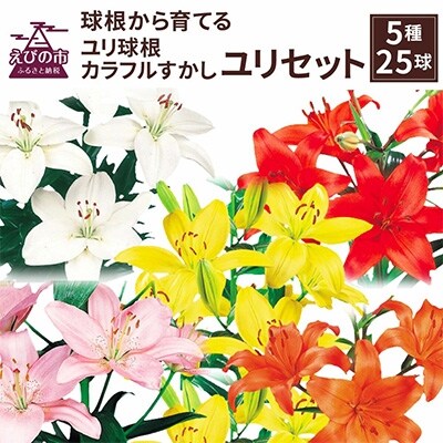 ユリ球根 カラフルすかしユリセット　5種25球