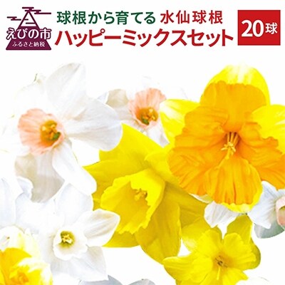 水仙球根 ハッピーミックス(無選別)20球