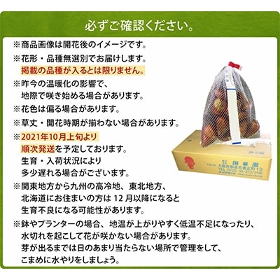 チューリップ球根 いちごブレンド (無選別) 100球