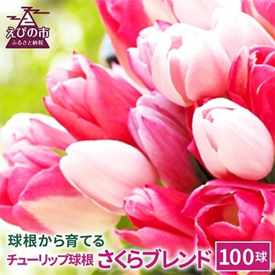 チューリップ球根 さくらブレンド (無選別) 100球