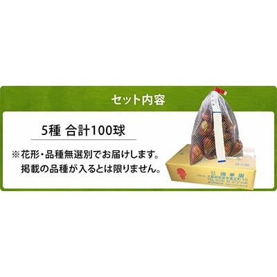 チューリップ球根 5種ミックス (無選別) 100球