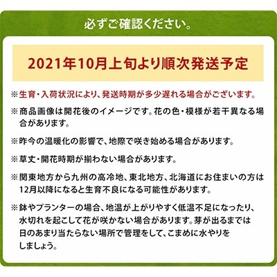 チューリップ球根 5種ミックス (無選別) 100球