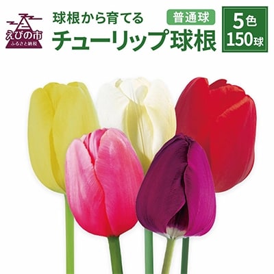 チューリップ球根 普通球5色150球セット (各30球)