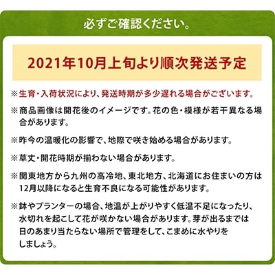 チューリップ球根 普通球5色150球セット (各30球)