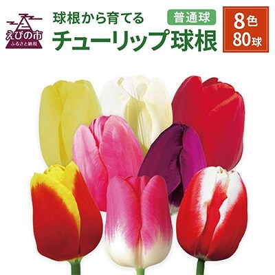 チューリップ球根 普通球 定番8色80球セット (各10球)