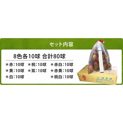 チューリップ球根 普通球 定番8色80球セット (各10球)