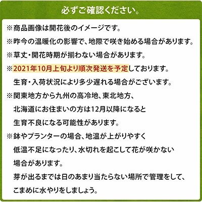 チューリップ球根 人気バルブオブザイヤーセット 4種48球 (各12球)