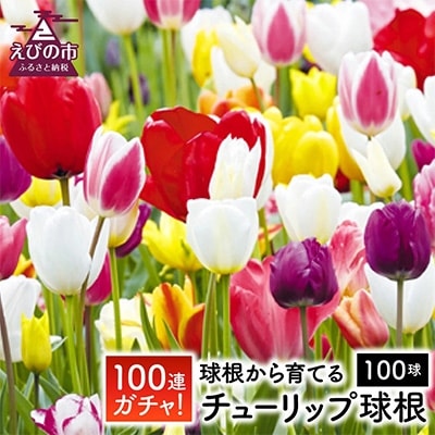 チューリップ球根(無選別)100球