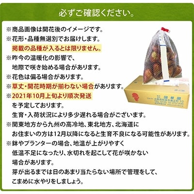 チューリップ球根(無選別)100球