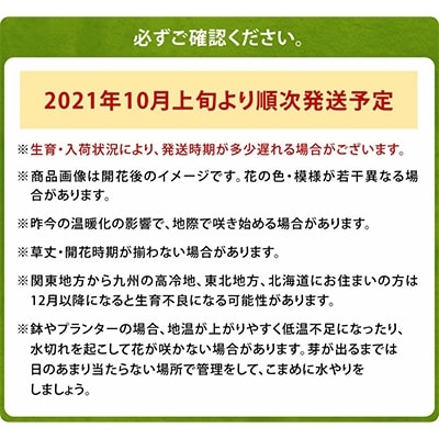 チューリップ球根(無選別)100球