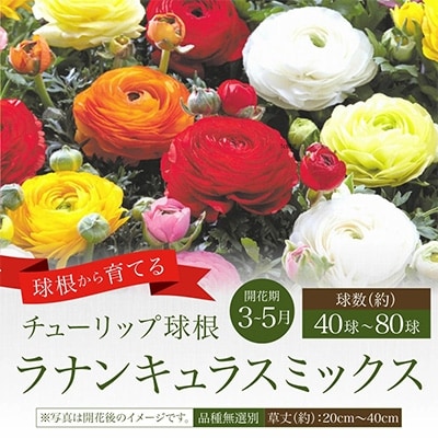 球根 ラナンキュラスミックス(無選別) 400ml