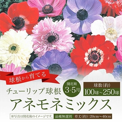 球根 アネモネミックス(無選別) 250ml