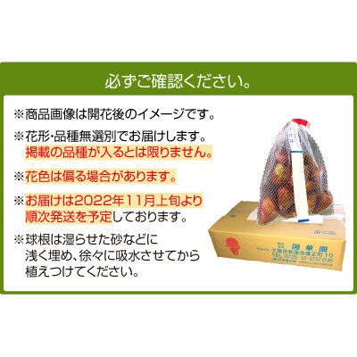 球根 アネモネミックス(無選別) 250ml