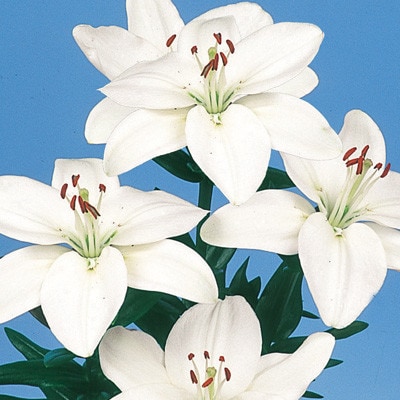 すかしユリ球根 白花 16球