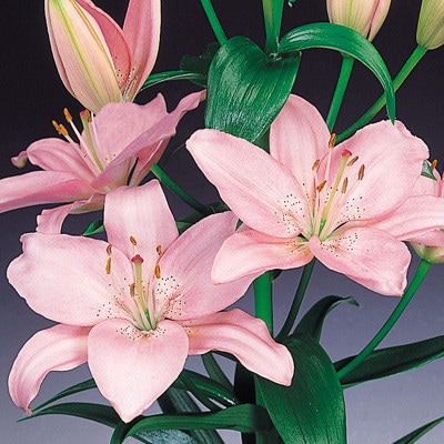 すかしユリ球根 桃花 16球