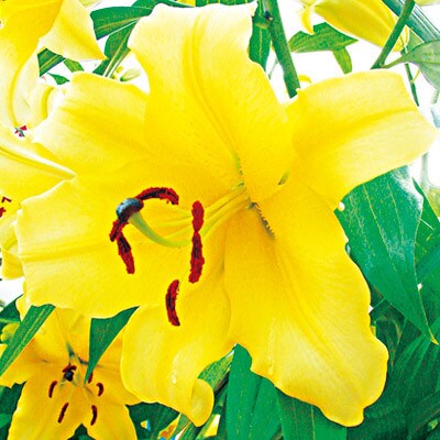ユリ球根　大球定番カサブランカセット3種12球