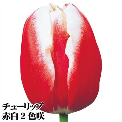 チューリップ球根 普通球2色咲100球セット(各20球)