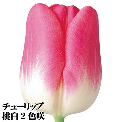 チューリップ球根 普通球2色咲100球セット(各20球)
