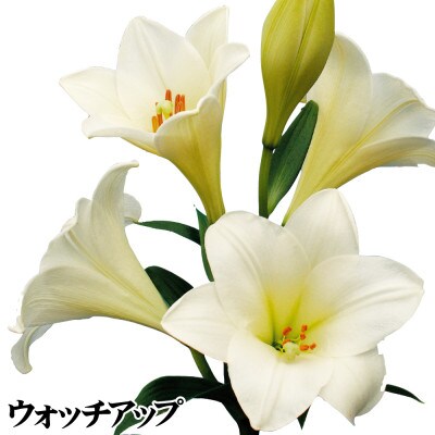 ユリ球根　お楽しみ鉄砲ユリセット3種12球