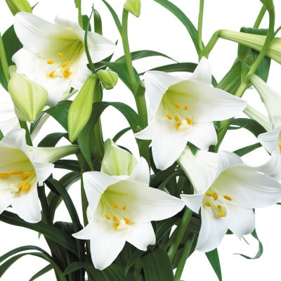 ユリ球根　鉄砲ユリ白花　16球