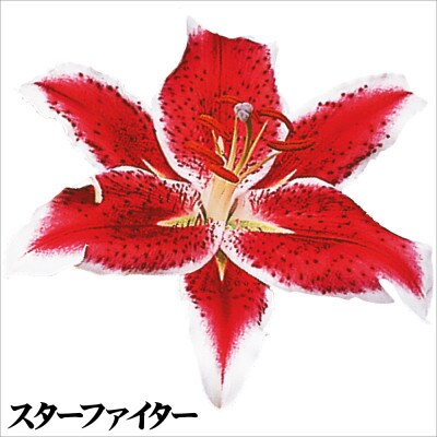 ユリ球根 切花向きオリエンタルリリーセット 3種12球