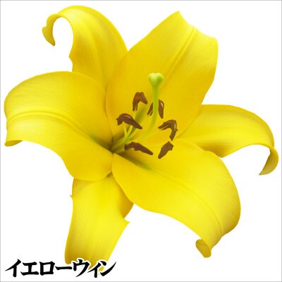 ユリ球根 切花向きオリエンタルリリーセット 3種12球