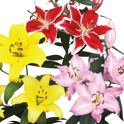ユリ球根 切花向きオリエンタルリリーセット 3種12球