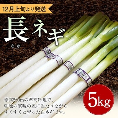 旬の白ねぎ5kg