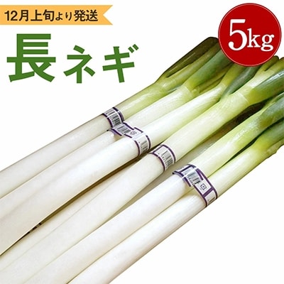 旬の白ねぎ5kg