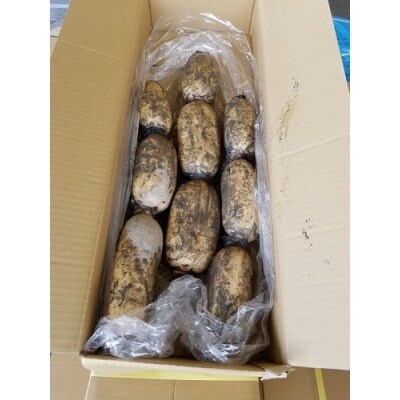 佐賀県産 「泥付きれんこん」