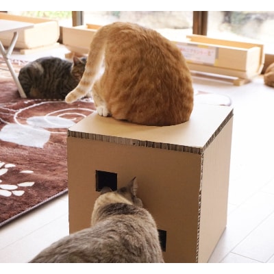 遊べる猫用爪とぎボックス「穴があったら入りたい」