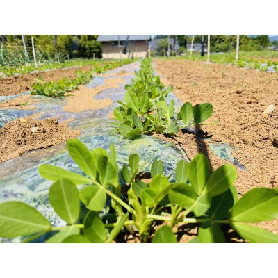 朝採れ旬の野菜セット【7-9品目】