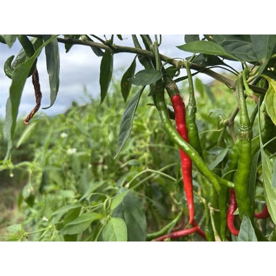 【数量限定】青唐辛子 あじめコショウ 中津川産 約1.5kg