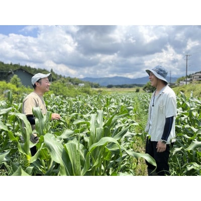 【数量限定・希少品種】朝採り 純白とうもろこし おおもの白 約4kg ギフトBOX入り