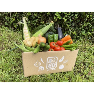 【発送月固定定期便】濃い味!朝採れ旬の野菜セット 12品目全6回