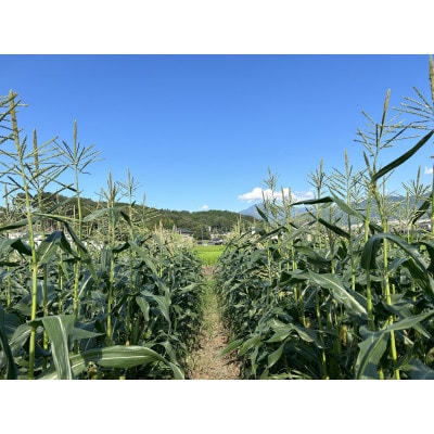 【発送月固定定期便】濃い味!朝採れ旬の野菜セット 12品目全6回