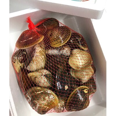 桑名産大蛤2.6kg c_66