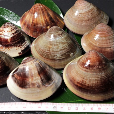 桑名はまぐり屋　漁師厳選　桑名産天然はまぐり6年～12年もの　2kg　bf01