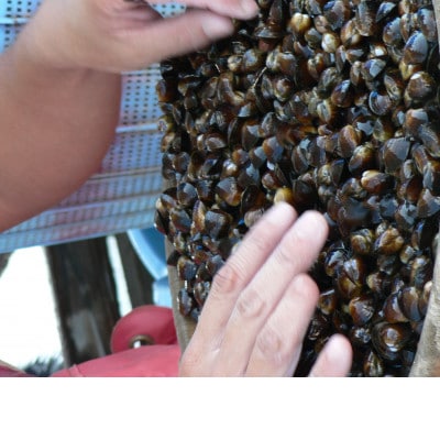 三重県産しじみエキスの贅沢インスタント味噌汁　合成されたオルニチン・保存料不使用 　10食入