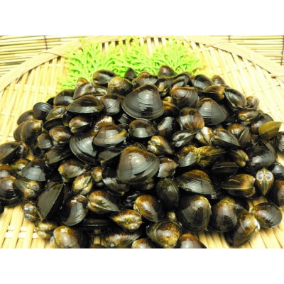 三重県産しじみエキスの贅沢インスタント味噌汁　合成されたオルニチン・保存料不使用 　10食入